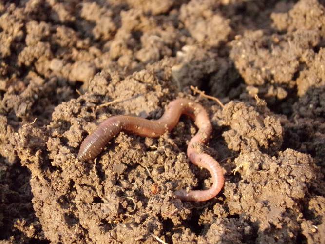 earth worms creating soil fertility