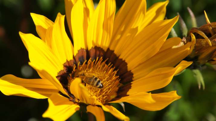 biodiversity sunflower & bee