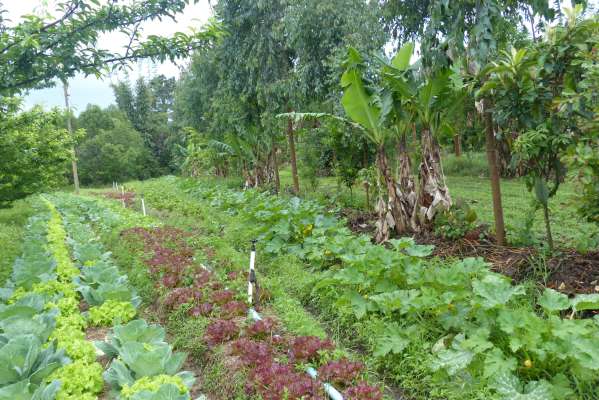 agroforestry Brazil 3