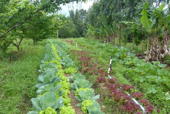 biodiversity with permaculture 2