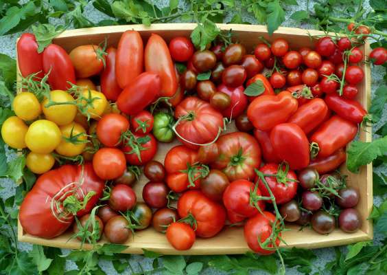 biodiversity - tomato varieties